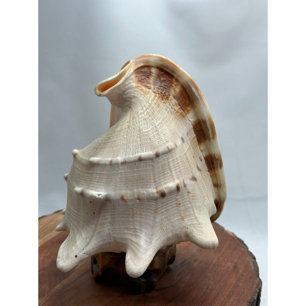 Horned Queen Helmet Conch Shell Attached To Handmade Base - Picture 2 of 6